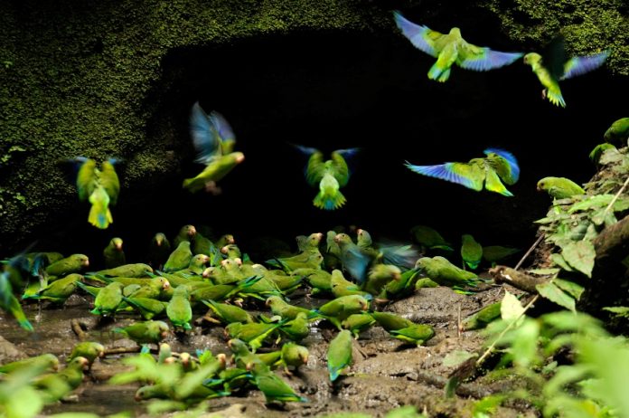 Parque Nacional Yasuni (Equador). Foto: Dukas Presseagentur, Alamy Stock Photo