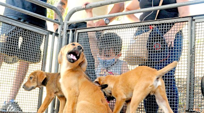 “Eu amo, eu adoto” garante lar para dezena de pets Ação realizada no Parque Central resultou na adoção de 17 animais entre filhotes e adultos. Foto: Angelo Baima/PSA