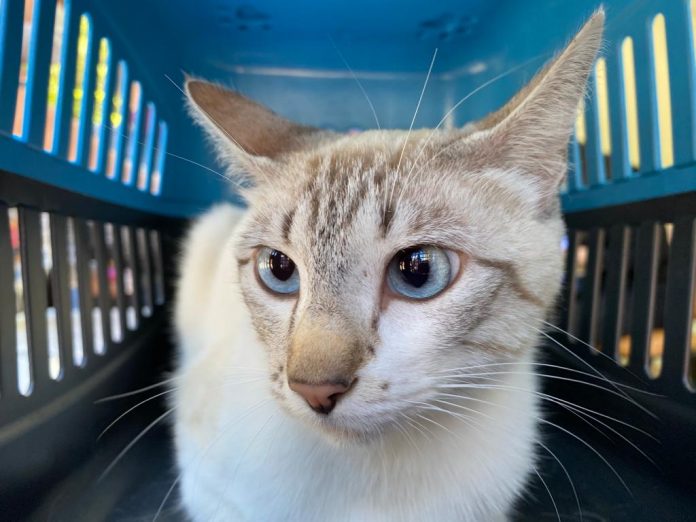 Gatos, cachorros e animais silvestres precisam de atenção também nesta época do ano. Foto: Divulgação/ PMETRP