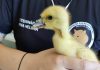 Equipe Ambiental salva filhote de pato O pequeno pato está com uma grave lesão no bico, porém está conseguindo se alimentar e recebe o tratamento dos especialistas da equipe. Foto: Divulgação/PMETRP