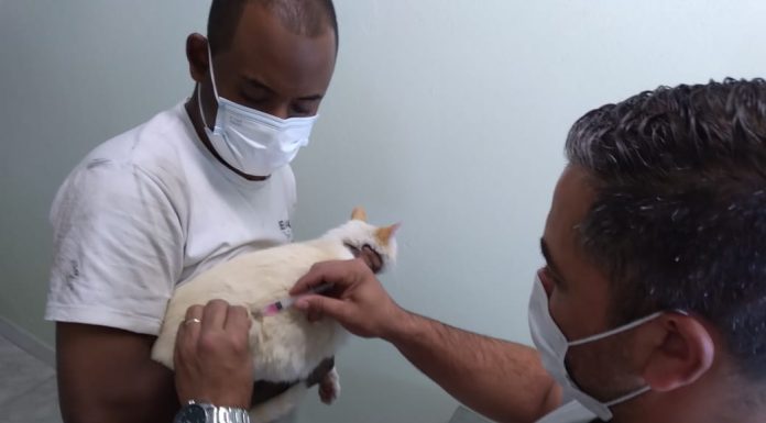 Ribeirão Pires inicia vacinação antirrábica Vacinação acontece no CCZ com data e hora marcada. Foto: Divulgação / PMRP