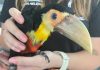 Filhotes de tucanos são encontrados em Ribeirão Pires Um dos tucanos estava com berne, mas já foi tratado e está bem. Foto: Divulgação/PMRP