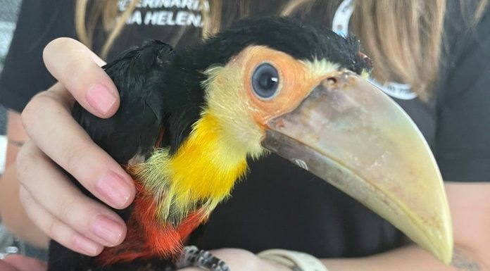 Filhotes de tucanos são encontrados em Ribeirão Pires Um dos tucanos estava com berne, mas já foi tratado e está bem. Foto: Divulgação/PMRP