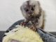 Filhote de Sagui é encontrado em Ribeirão Pires O sagui foi resgatado e está bem e deverá ser levado até uma reserva ambiental, assim que tiver idade. Foto: Divulgação/PMETRP