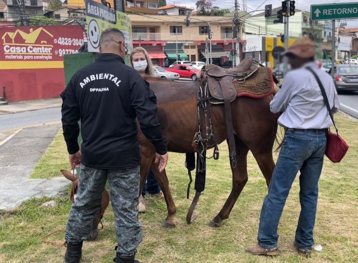Cavalo resgatado pela equipe receberá os cuidados do corpo veterinário até poder ser doado. Foto: Divulgação/PMETRP