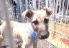 Feira de Adoção garante lar para dezena de pets A feira acontece com o apoio de protetores independentes e ONGs especializadas. Foto: Divulgação/PMRP