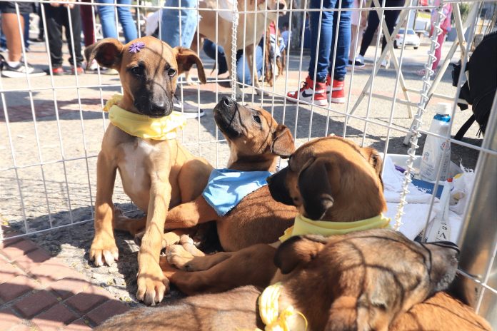 A Secretária de Meio Ambiente, Habitação e Desenvolvimento Urbano já conseguiu um novo lar para pelo menos 50 animais durante o ano passado. Foto: Divulgação/PMETRP