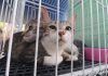 Feira de adoção de cães e gatos acontece neste sábado A vila do doce já recebeu uma feira de adoção organizada pela prefeitura no mês de setembro. Foto: Gabriel Mazzo/PMETRP
