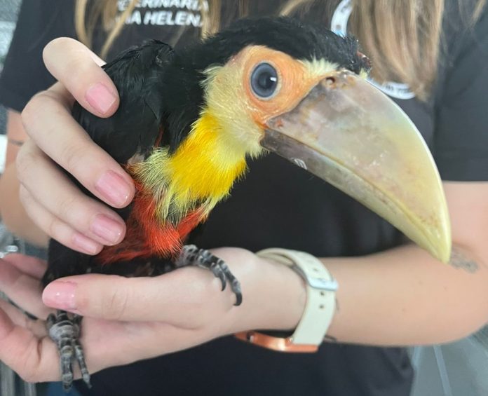 O tucano foi uma das aves resgatadas pela equipe durante o mês de janeiro. Foto: Divulgação/PMRP