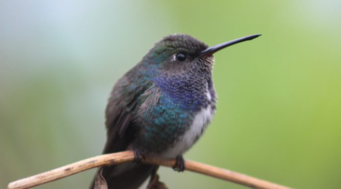 Restam poucas vagas para o 3º “Café com Prosa” O evento contará com especialista para uma roda de conversa sobre a “Observação de Aves no Turismo Ecológico”. Foto: Gabriel Mazzo/PMETRP