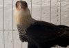 Recuperado, Gavião Caracará volta à natureza O carcará foi vítima de linha de pipa com cerol, que causou cortes profundos por todo o seu corpo. Foto: Divulgação/PMRP