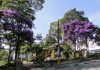 Flores do Manacá-da-Serra embelezam o espaço urbano A árvore típica da região é conhecida pela suas belas flores que encantam munícipes e turistas na Estância. Foto: Divulgação/PMETRP