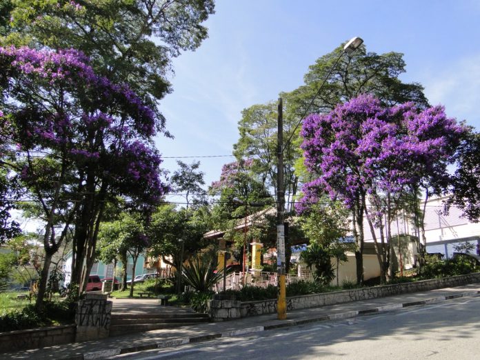 A árvore típica da região é conhecida pela suas belas flores que encantam munícipes e turistas na Estância. Foto: Divulgação/PMETRP