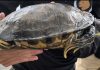 Tartaruga é encontrada no Jardim Japonês O animal foi diagnosticada com hiperqueratose e está sob tratamento na Divisão de Fauna. Foto: Divulgação/PMETRP