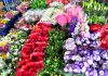Mercado de Flores é opção para o Dia das Mães Comerciantes esperam registrar nesta semana o dobro do volume de vendas em comparação ao mesmo período no ano passado. Foto: Angelo Baima/PSA