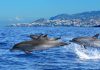 Ilha da Madeira proporciona passeios inesquecíveis Apresentação de Golfinhos é uma das atrações. Foto: Divulgação