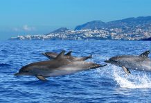 Ilha da Madeira proporciona passeios inesquecíveis Apresentação de Golfinhos é uma das atrações. Foto: Divulgação