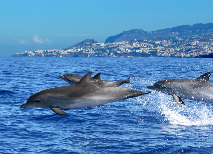 Apresentação de Golfinhos é uma das atrações. Foto: Divulgação