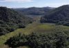 Museu da Energia cria refúgio de vida silvestre Área de brejo do Museu da Energia é o local que abriga uma das poucas populações do bicudinho-do-brejo-paulista, espécie endêmica do Alto Tietê e criticamente ameaçada de extinção. Foto: Glaucia Del Rio