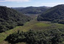 Museu da Energia cria refúgio de vida silvestre Área de brejo do Museu da Energia é o local que abriga uma das poucas populações do bicudinho-do-brejo-paulista, espécie endêmica do Alto Tietê e criticamente ameaçada de extinção. Foto: Glaucia Del Rio