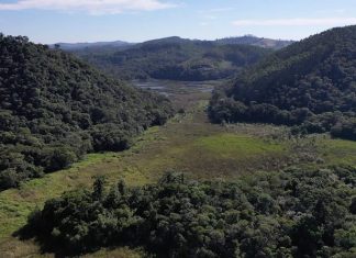 Museu da Energia cria refúgio de vida silvestre Área de brejo do Museu da Energia é o local que abriga uma das poucas populações do bicudinho-do-brejo-paulista, espécie endêmica do Alto Tietê e criticamente ameaçada de extinção. Foto: Glaucia Del Rio
