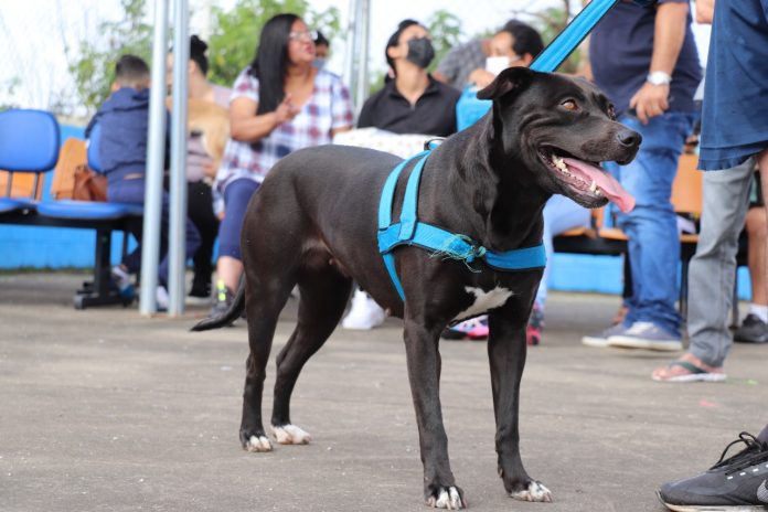 A ação que acontecerá no CCZ contemplará animais já cadastrados pela equipe ambiental. Foto: Divulgação/PMETRP