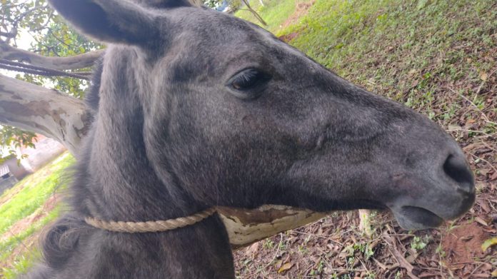 O animal foi encontrado com sinais de desnutrição e maus tratos. Foto: Divulgação/PMRP