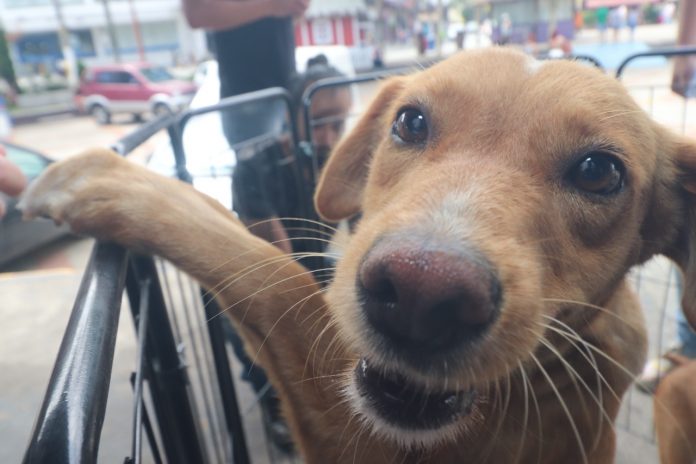 Feira acontece sempre no último sábado de cada mês. Foto: PMETRP/Divulgação