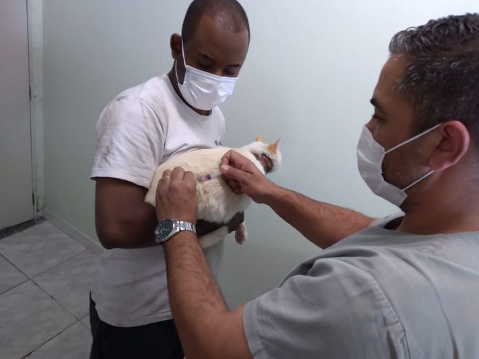 Cães e gatos podem ser imunizados na sede do CCZ. Foto: Divulgação/PMRP