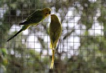 Parque Oriental ganha novo viveiro As aves ficaram em um local aberto à todos os visitantes do parque. Foto: Gabriel Mazzo/PMETRP