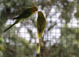 Parque Oriental ganha novo viveiro As aves ficaram em um local aberto à todos os visitantes do parque. Foto: Gabriel Mazzo/PMETRP