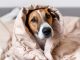 Campanha do Agasalho também para os Pets Iniciativa inédita visa arrecadar roupas e produtos para animais domésticos. Foto: Divulgação
