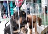 Feira de Adoção conquista lar para 18 animais A maior parte dos animais doados neste sábado foram filhotes. Foto: Divulgação/PMETRP