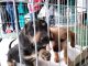 Feira de Adoção conquista lar para 18 animais A maior parte dos animais doados neste sábado foram filhotes. Foto: Divulgação/PMETRP