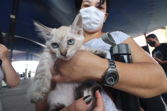 Cães e gatos estarão disponíveis para adoção já castrados e vacinados. Foto: PMETRP/Divulgação