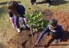 Parque Central recebe plantio de árvores nativas da Mata Atlântica Ação faz parte das atividades do Junho Verde realizadas pela Prefeitura de Santo André. Foto: Helber Aggio /PSA