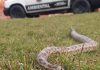 Equipe Ambiental de Ribeirão Pires captura cobra exótica