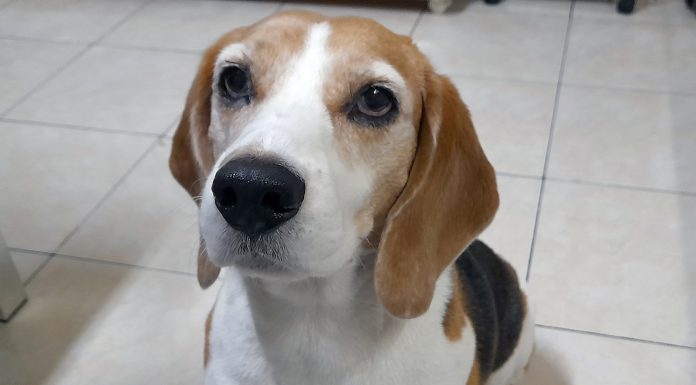 Brasil é o 6º mercado pet do mundo