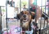 Feira “Eu amo, eu adoto” leva mais de 130 animais ao Parque Central