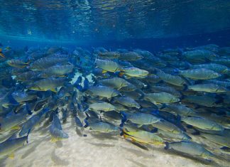 Descubra os 5 melhores lugares para fazer flutuação em Bonito (MS)