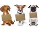 OAB Santo André promove feira de adoção animal com o apoio do Singular