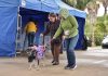 Parque Central recebe a primeira feira de adoção de cães e gatos do ano