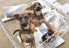 Feira disponibiliza 183 animais para adoção no Parque Central