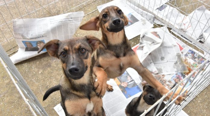 Feira disponibiliza 183 animais para adoção no Parque Central