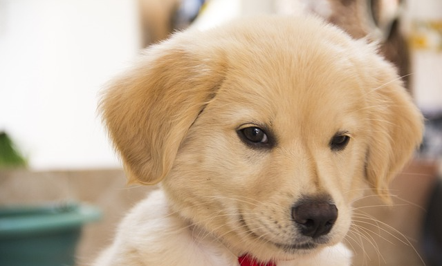 Metodista realiza sessão estética, avaliação de câncer bucal e cuidados com os pets