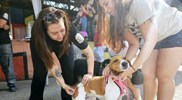 Centro de Controle de Zoonoses disponibiliza vacinação antirrábica para cães e gatos