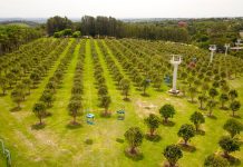 Turismo rural: experiências de colheita de frutas encantam visitantes no interior de São Paulo
