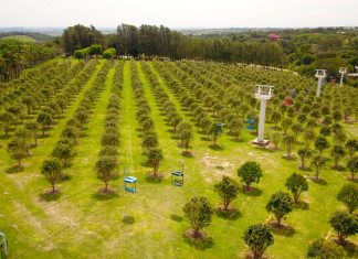 Turismo rural: experiências de colheita de frutas encantam visitantes no interior de São Paulo