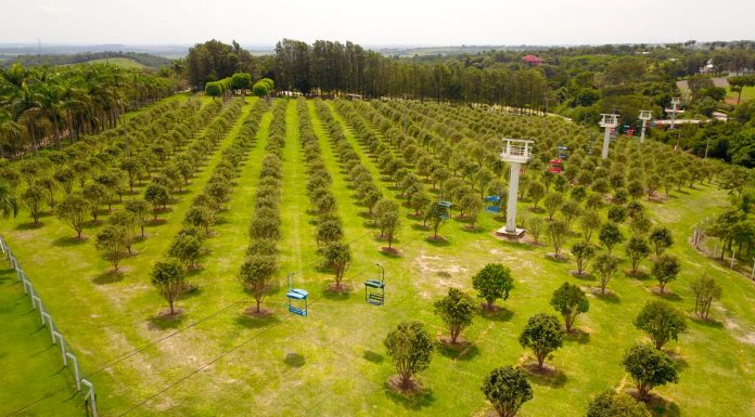 Turismo rural: experiências de colheita de frutas encantam visitantes no interior de São Paulo