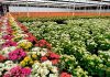 Venda de flores para Finados aumenta 6% e crescem novas formas de homenagens